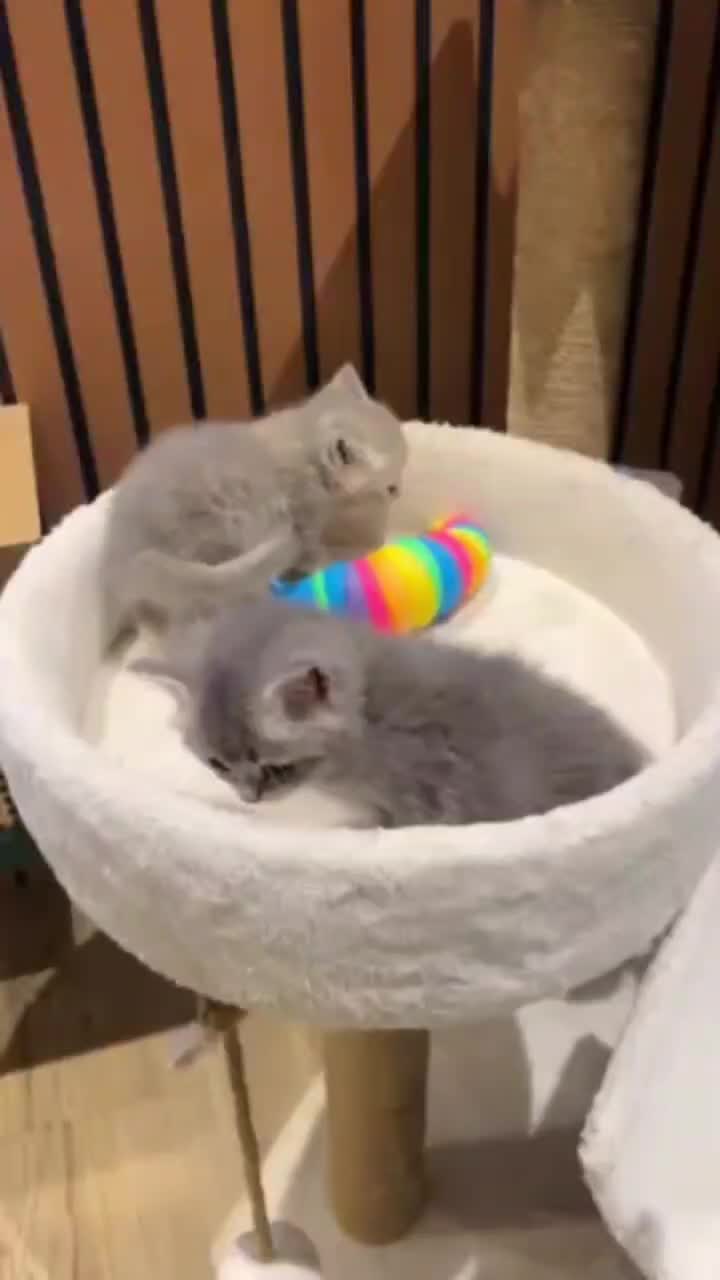 گربه بیریتیش نر|گربه|لاهیجان, امیرشهید|دیوار