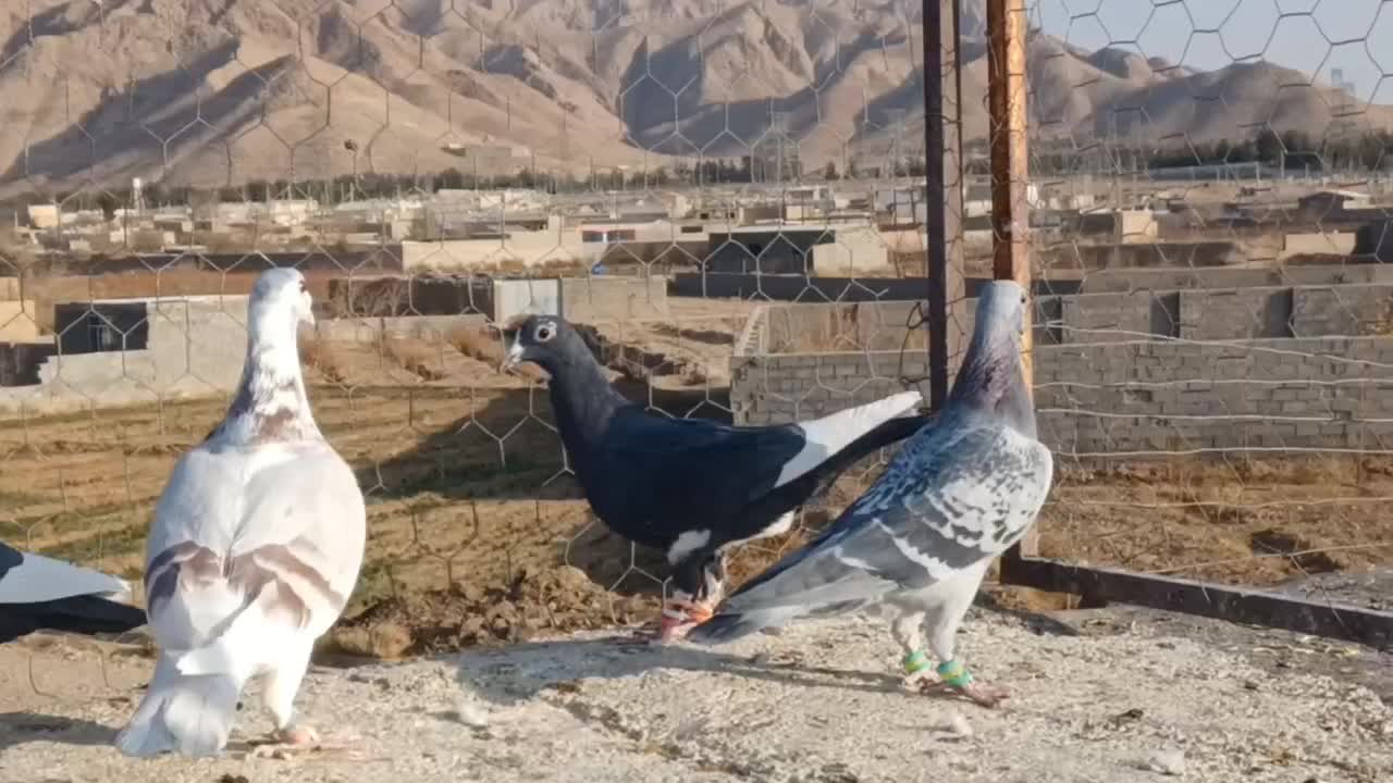 کبوتر کرمانی|پرنده|بیرجند, |دیوار