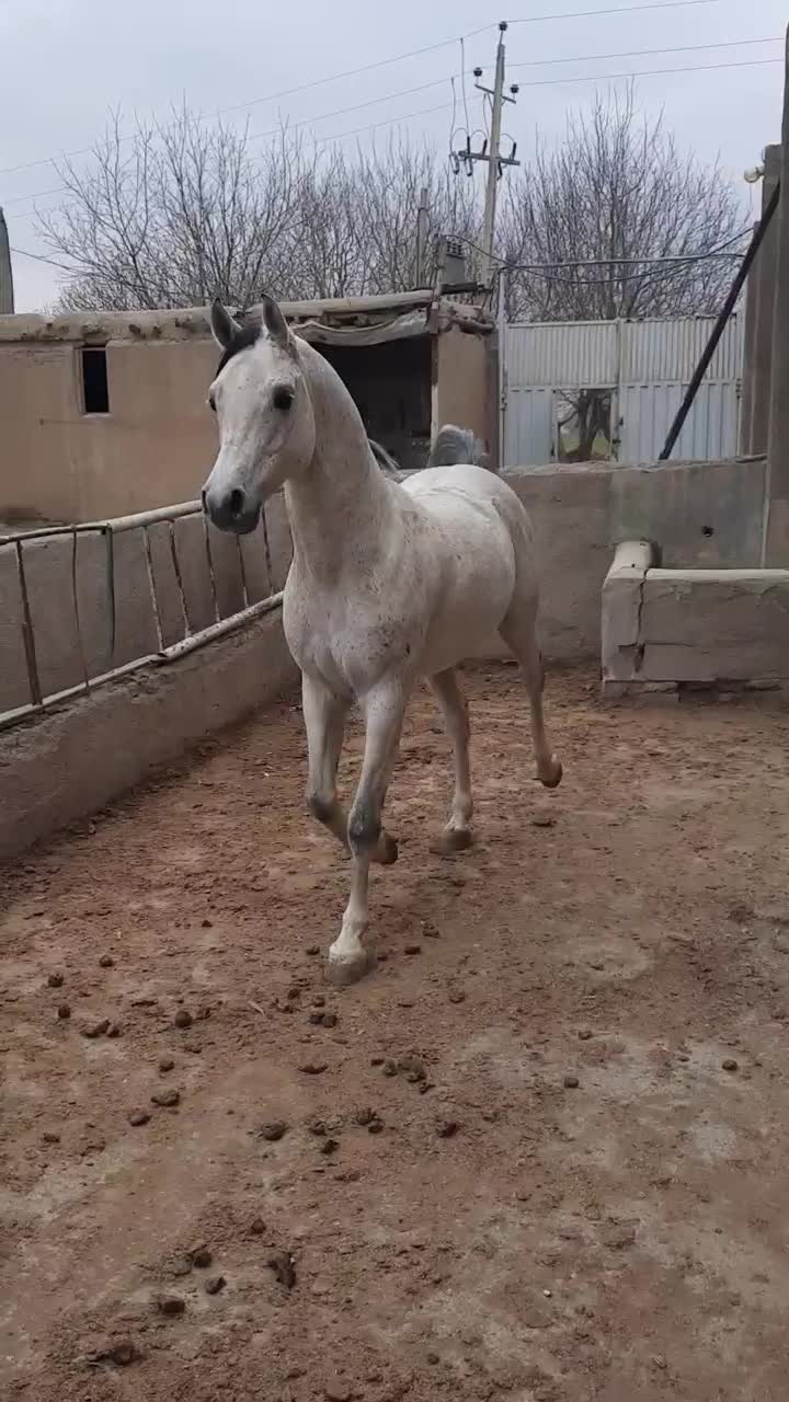 اسب نریان|اسب و تجهیزات اسب‌سواری|کرج, اسدآباد|دیوار