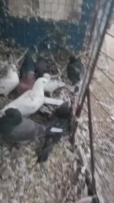 کبوتر فروشی تضمینی|پرنده|سیرجان, |دیوار