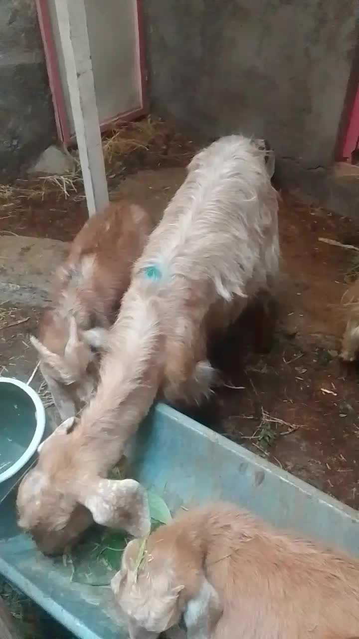 بز با  بزغاله ش فروشی|حیوانات مزرعه|مشهد, انصار|دیوار