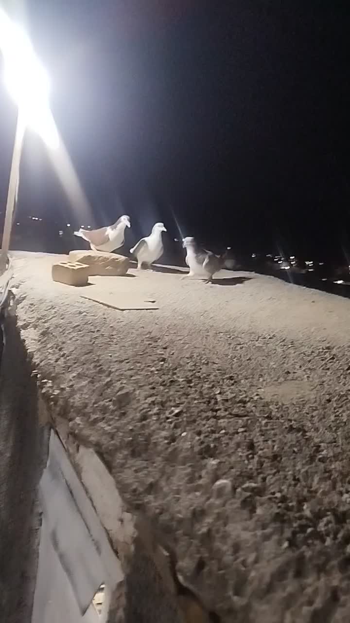 ساده|حیوانات مزرعه|مشهد, تبادکان|دیوار