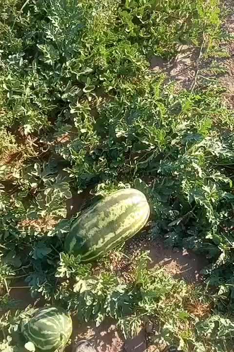 هندوانه بیضی اصلی مخصوص صادرات|عمدهفروشی|شوش, |دیوار