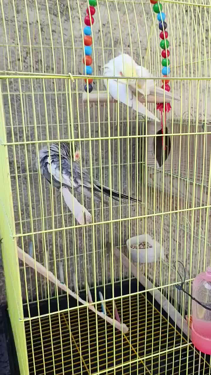 جفت عروس هلندی مولد با قفس و وسایل|پرنده|کازرون, |دیوار