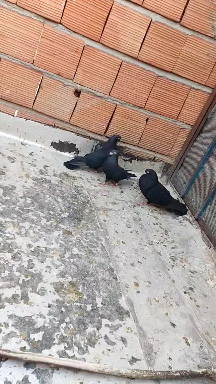 ۴ عدد کبوتر|پرنده|تبریز, |دیوار