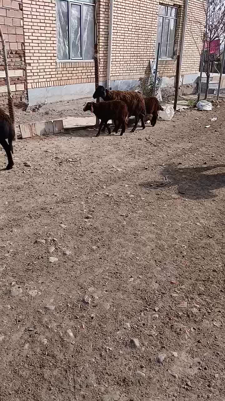 ۵۳ عدد گوسفند بره دار وآبستن سنگین|حیوانات مزرعه|اردبیل, |دیوار