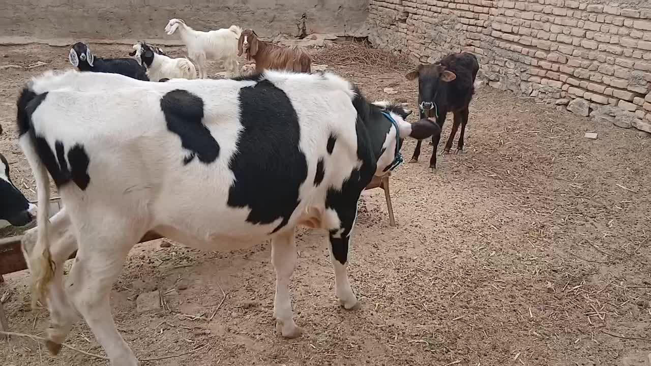 گوساله هوشتان دوتاش۱۱۵م تکی فروخته میشود|حیوانات مزرعه|بجنورد, |دیوار