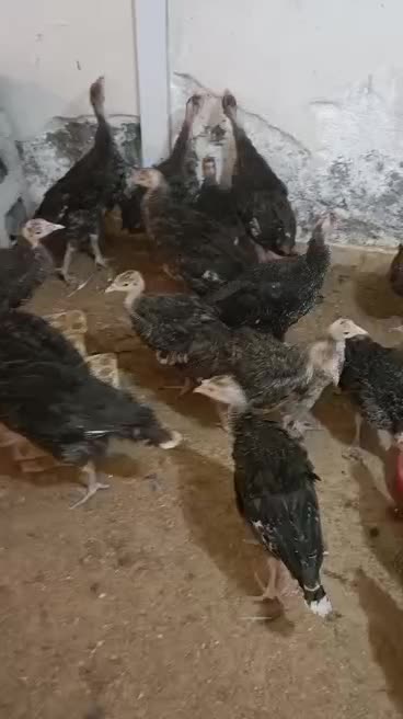 جوجه بوقلمون  2.5 ماهه و 3 ماهه در آبادان|حیوانات مزرعه|اهواز, امانیه|دیوار