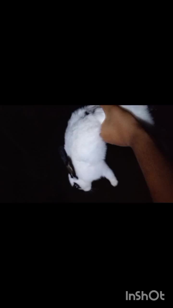 خرگوش گوش رنگی|موش و خرگوش|سرخنکلاته, |دیوار