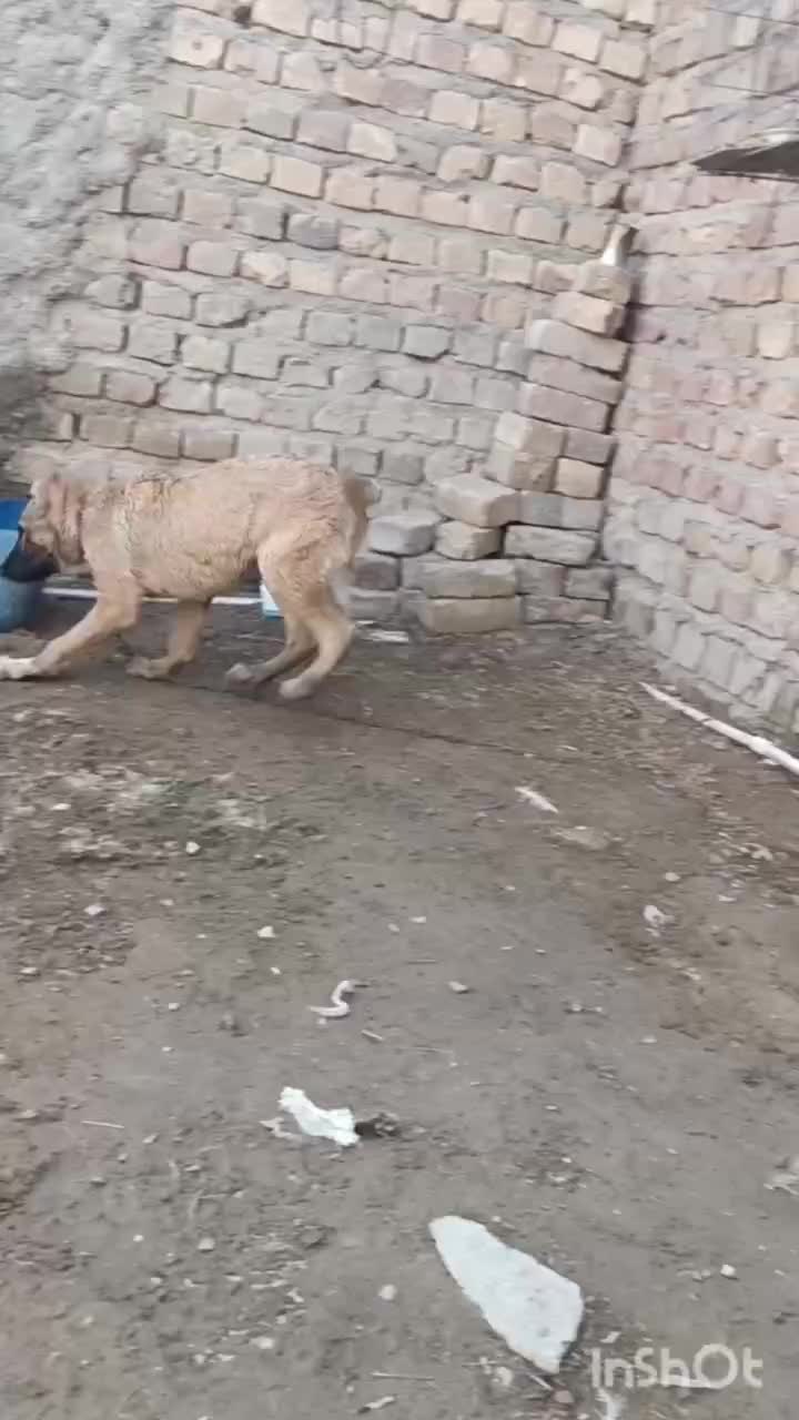 جفت توله سرابی|سگ|زابل, |دیوار