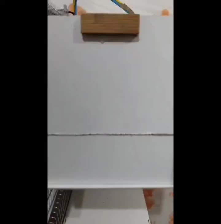 جفت عروس هلندی مولد شرطی|پرنده|شوشتر, |دیوار