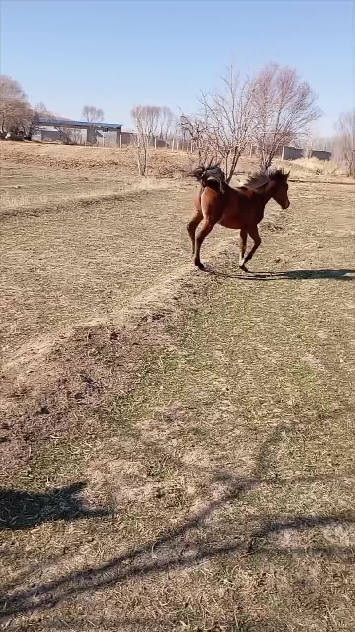 فروش سه عدد مادیان کرد|اسب و تجهیزات اسب‌سواری|رزن, |دیوار