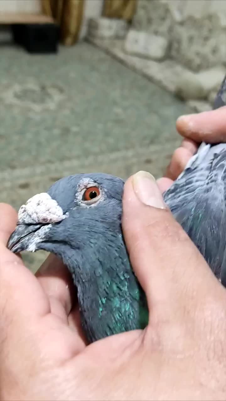 پلاکی|پرنده|اهواز, بهارستان|دیوار