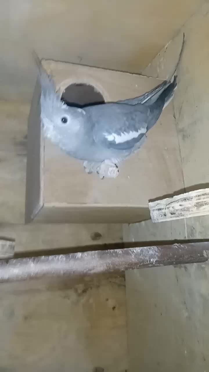 عروس هلندی|پرنده|قشم, |دیوار