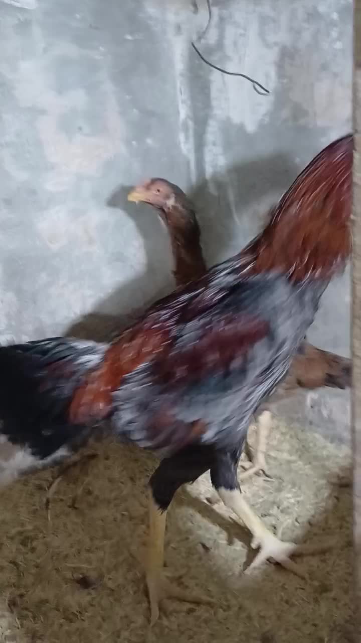 لاری المانی|حیوانات مزرعه|قلعه نو, |دیوار