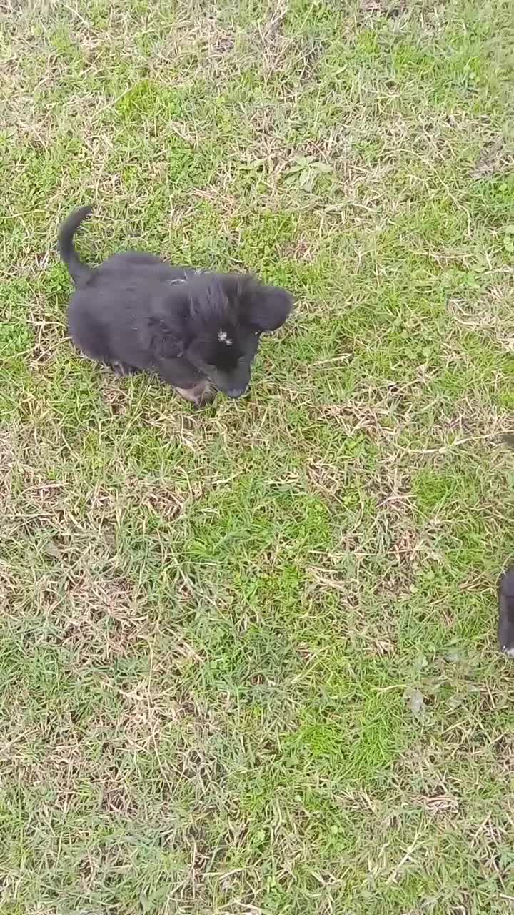 سگ پامر|سگ|آستارا, |دیوار