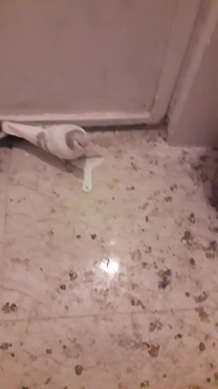 کفتر رنگی و جفتی|پرنده|محمدیه-قزوین, |دیوار