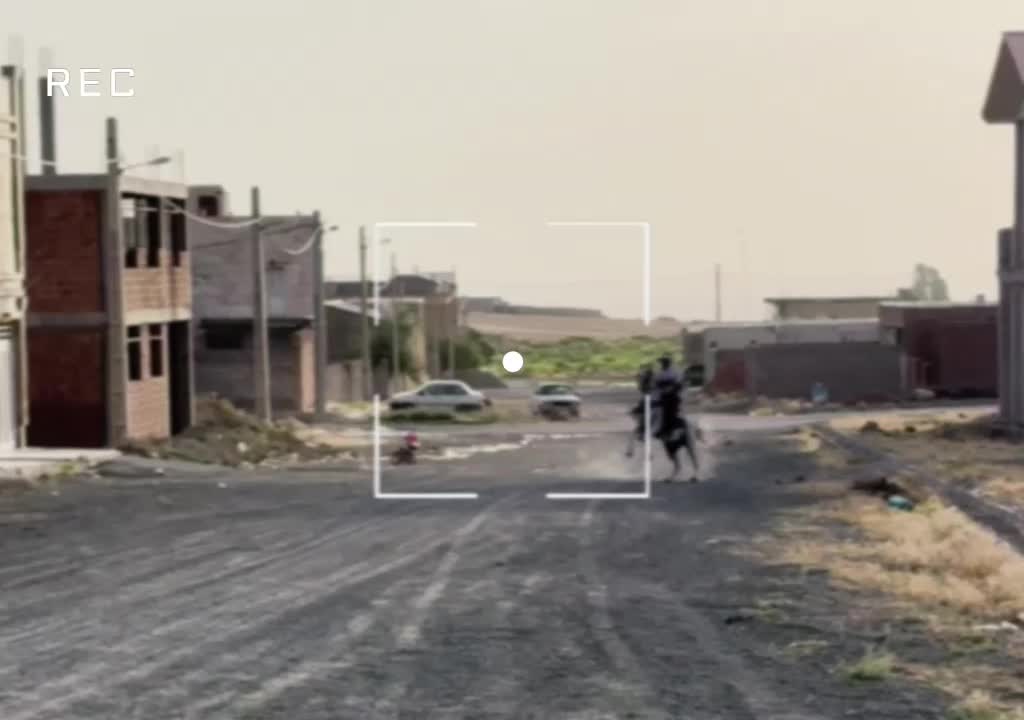 اسب نریان عرب|اسب و تجهیزات اسب‌سواری|قروه, |دیوار