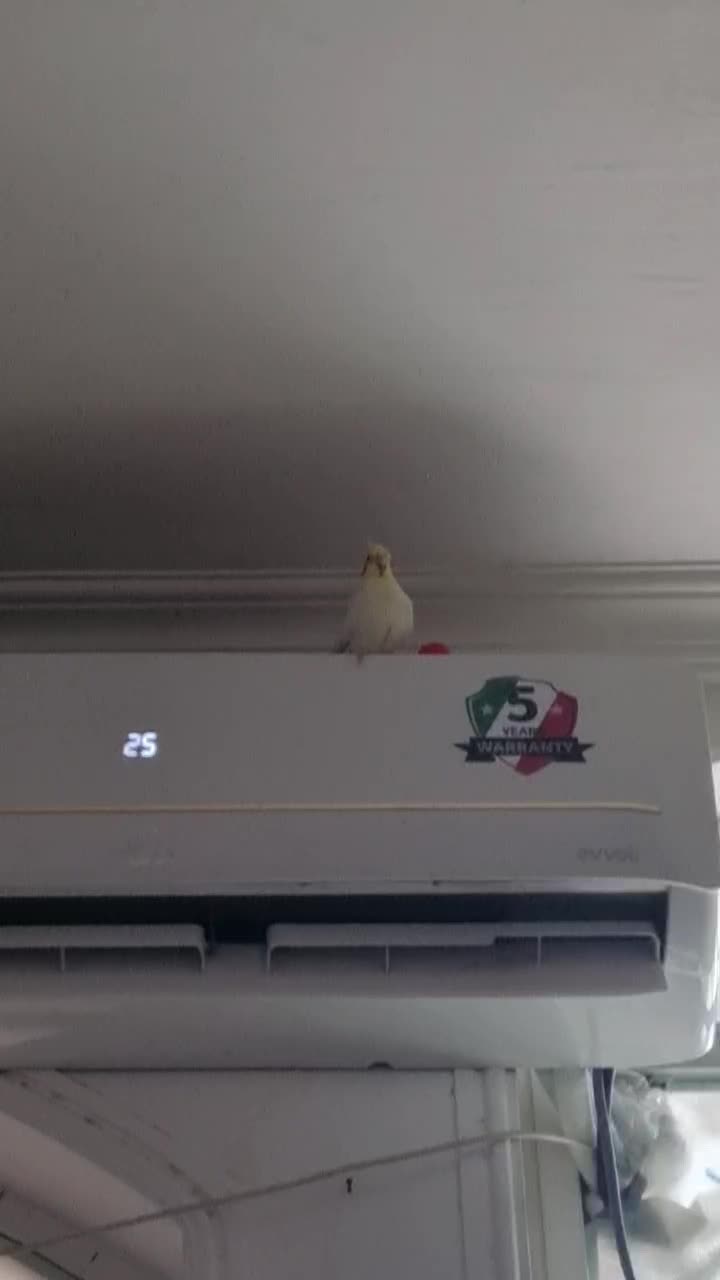 جفت عروس هلندی|پرنده|بندر کنگان, |دیوار