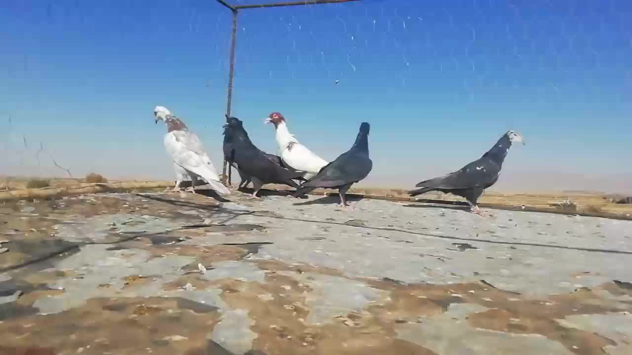 کبوتر پرشی|پرنده|شیروان (خراسان), |دیوار