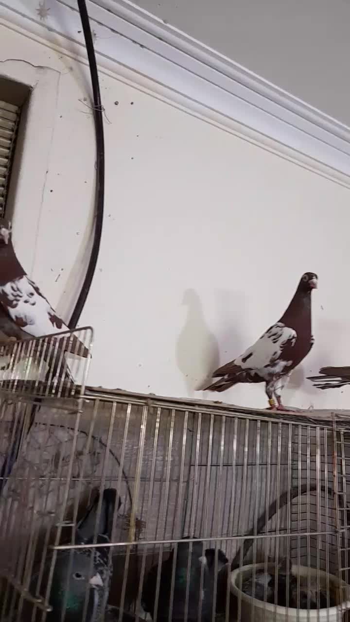 کبوترکارل میولمنز کفترپلاکی آلمانی|پرنده|تهران, مسعودیه|دیوار