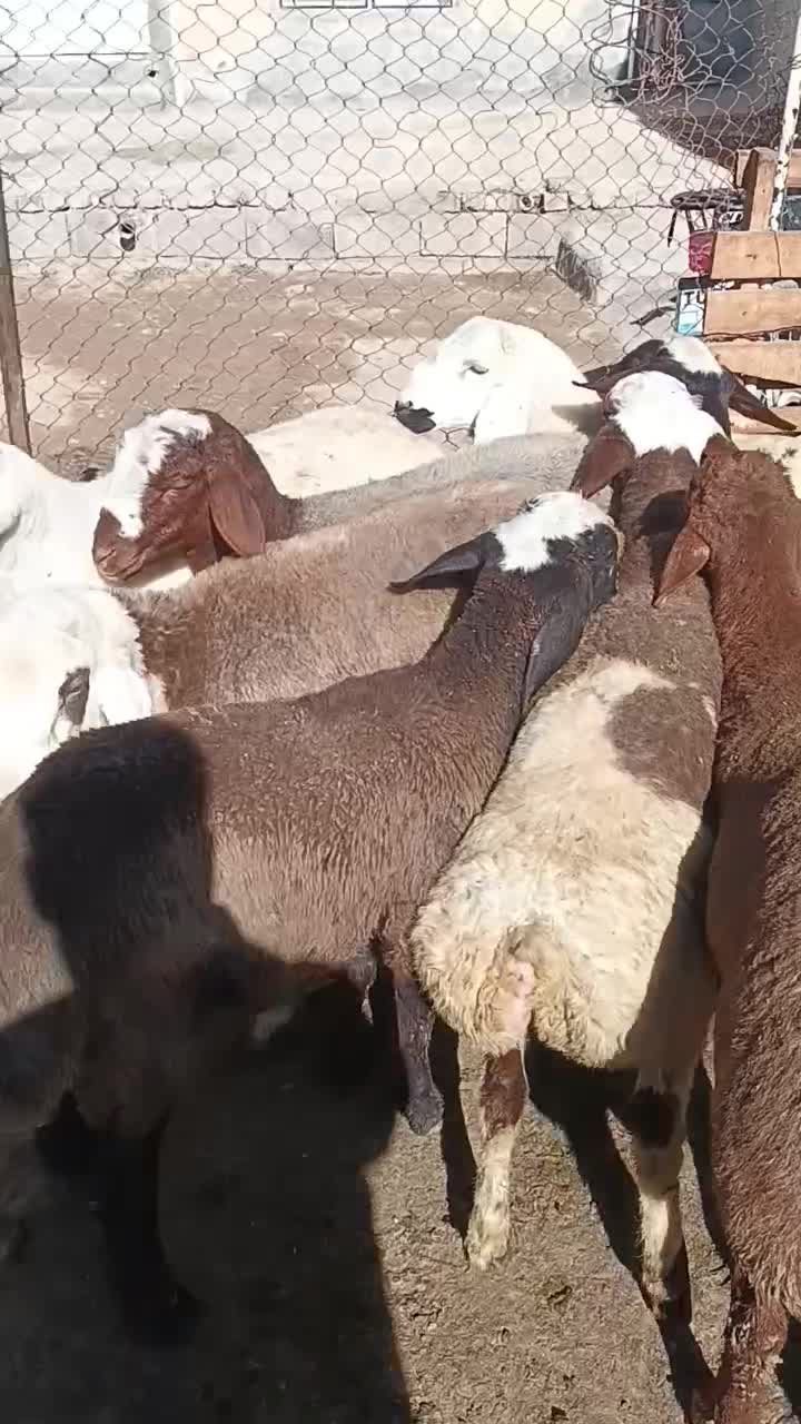 گوسفند|حیوانات مزرعه|هرسین, |دیوار