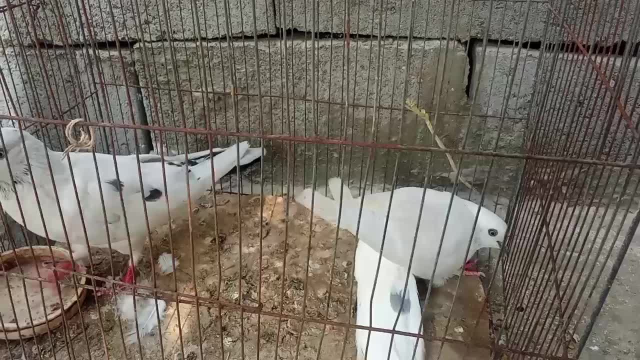 کفتر|پرنده|میناب, |دیوار