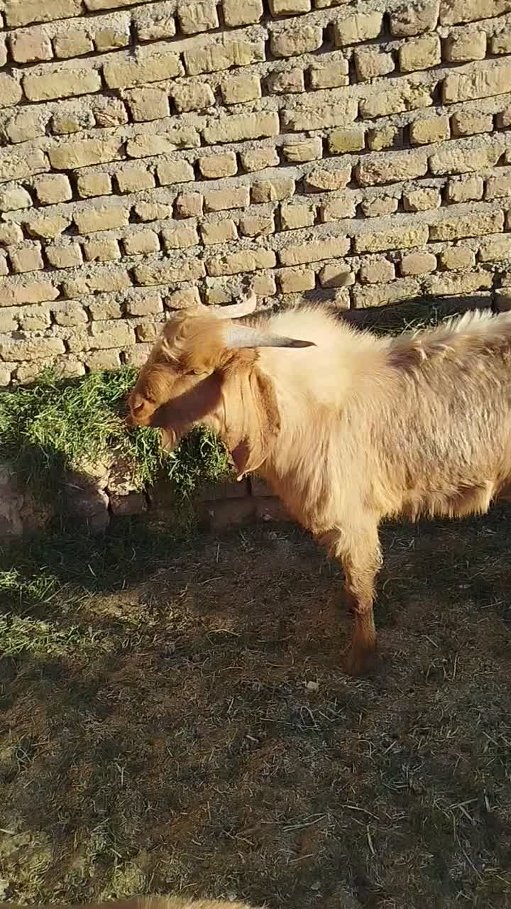 بزغاله دورگ نر چاق براکشتن وتخمی عالیه|حیوانات مزرعه|خواف, |دیوار