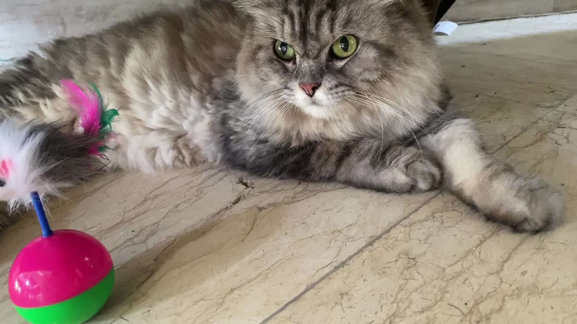 گربه خاص نژاددار|گربه|ساری, |دیوار