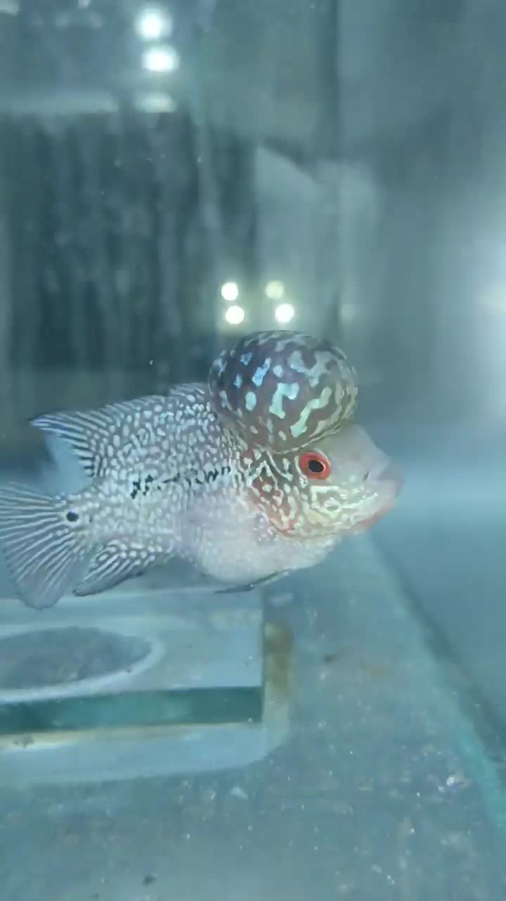 آکواریوم شیشه خم حراج / آکواریوم بهروز|ماهی|زنجان, |دیوار