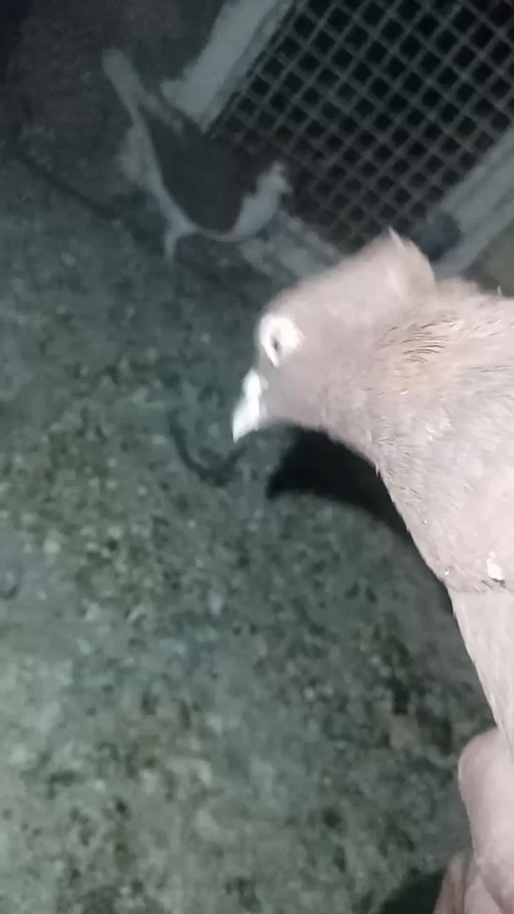 کبوتر|پرنده|داراب, |دیوار