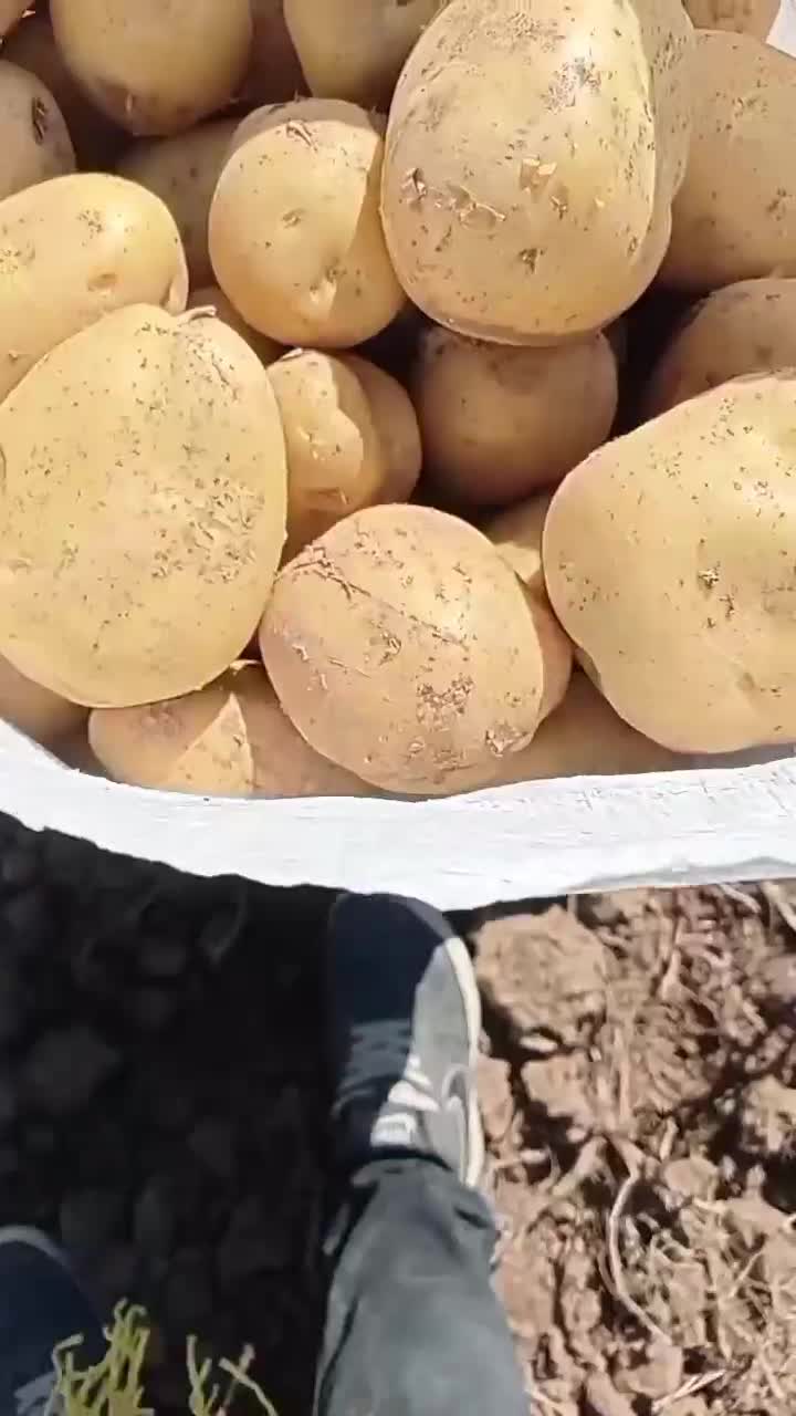 سیب زمینی|عمده‌فروشی|نظر کهریزی, |دیوار