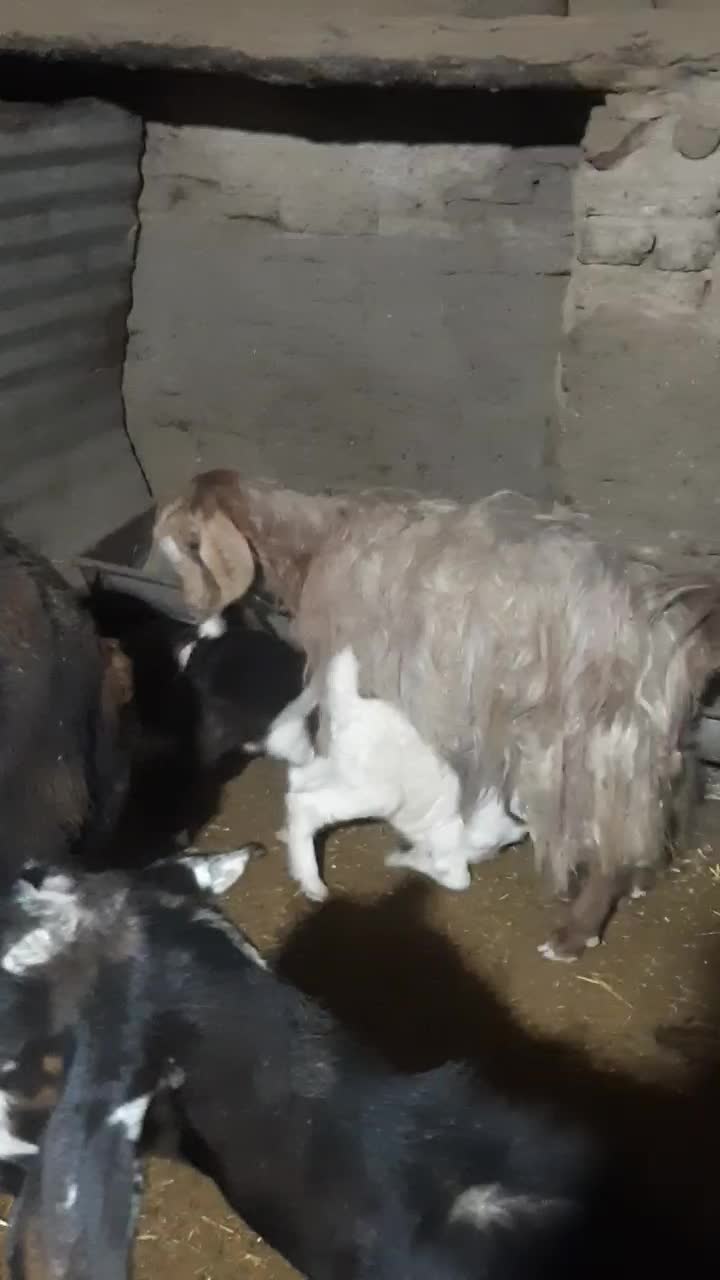 بزدوقلو زا لون سالم وشیرا|حیوانات مزرعه|بروجرد, |دیوار