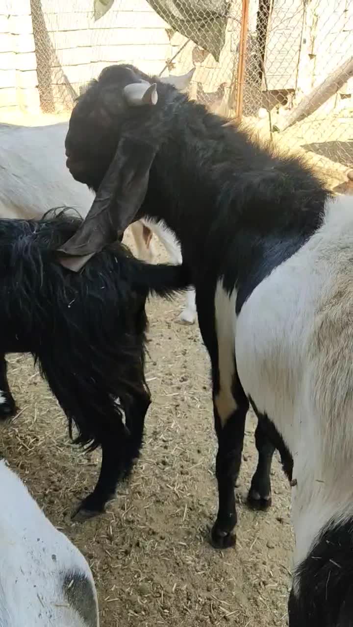 چپش جوان وعالی|حیوانات مزرعه|زرقان, |دیوار