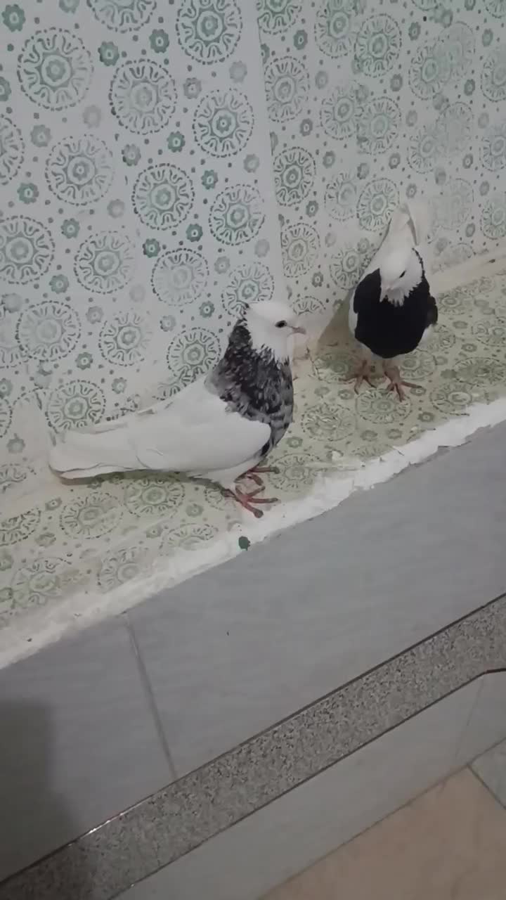 طوقی|پرنده|لردگان, |دیوار