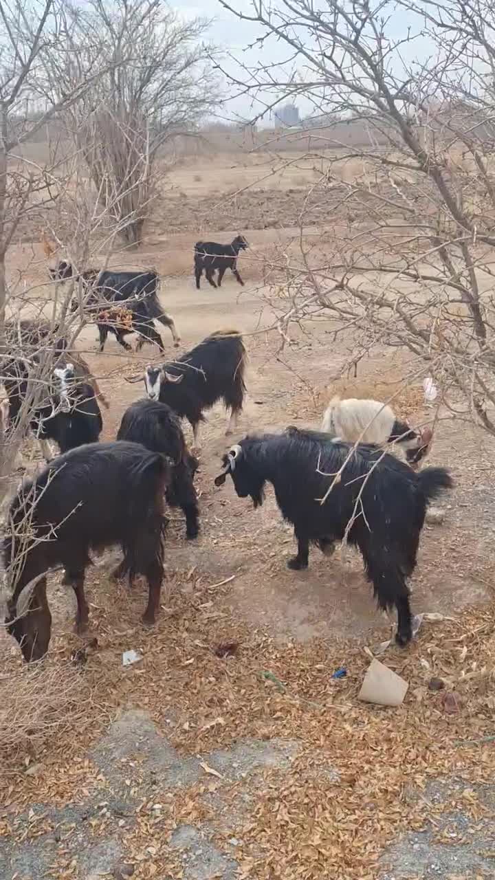 بز و بزغاله|حیوانات مزرعه|نجف‌آباد, حومه نجف آباد|دیوار