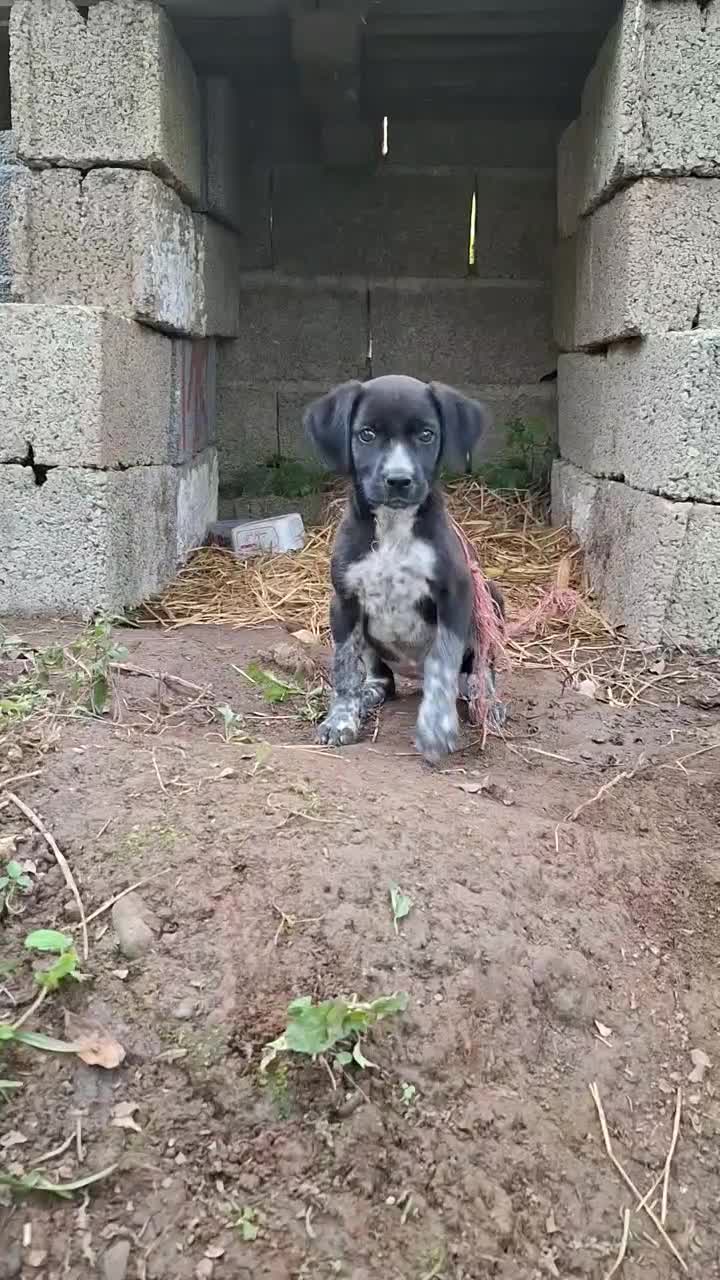 سگ شکاری ماده|سگ|ماکلوان, |دیوار