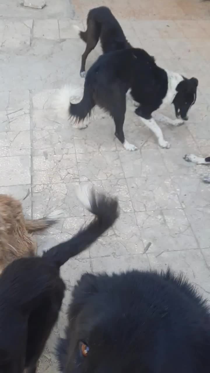 سگ قهدریجونی|سگ|بهبهان, |دیوار