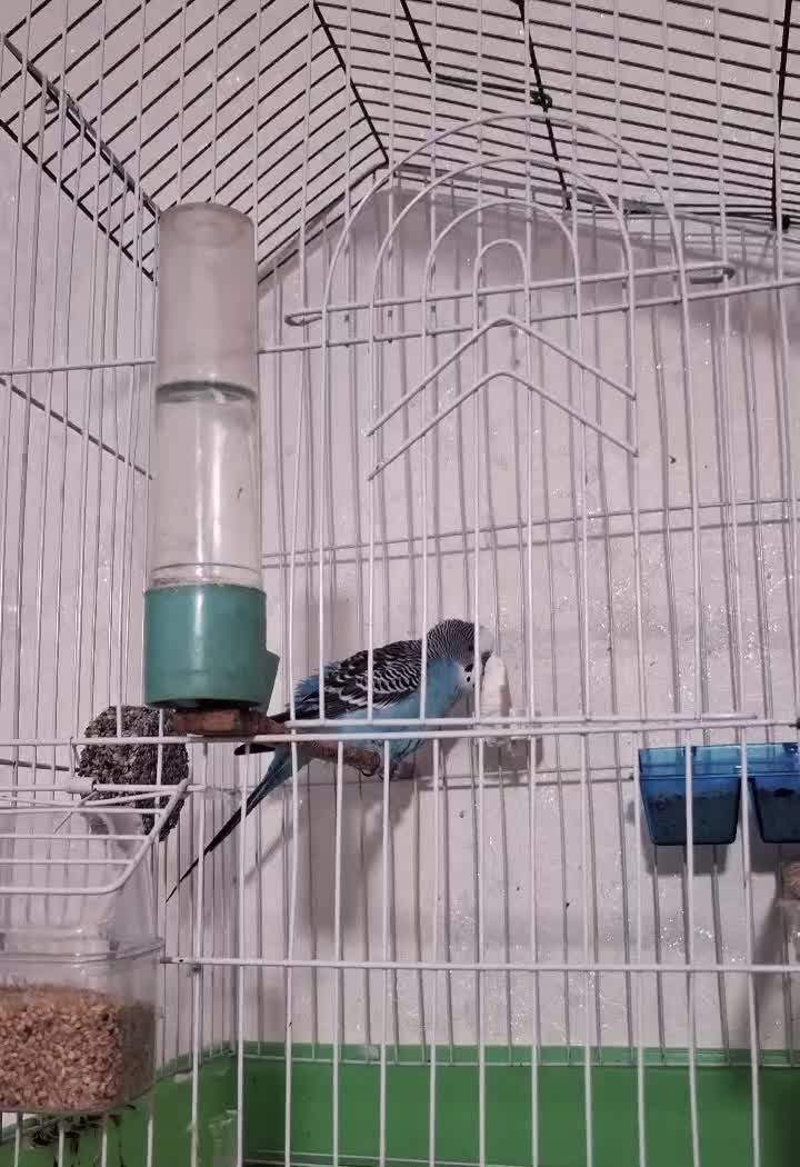 مرغ عشق جوان با ۷ تا تخم|پرنده|قم, حاج زینل|دیوار