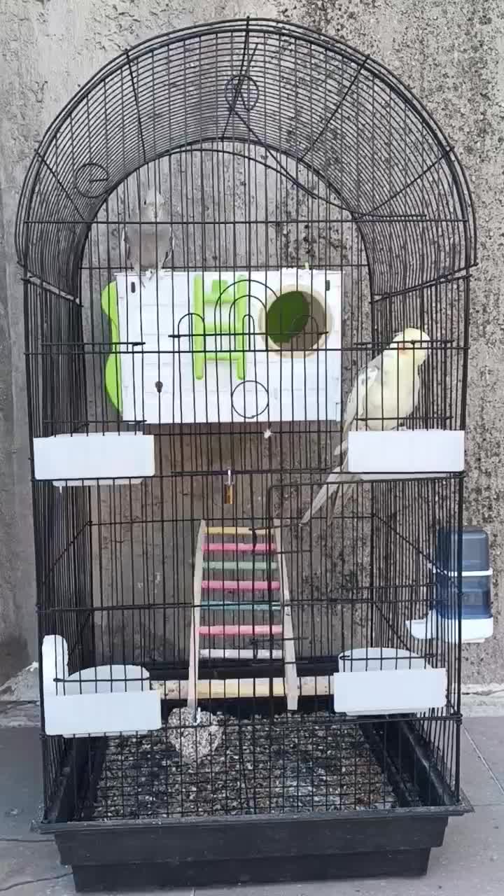 یه جفت جوجه عروس هلندی ۴ ماه|پرنده|چرام, |دیوار