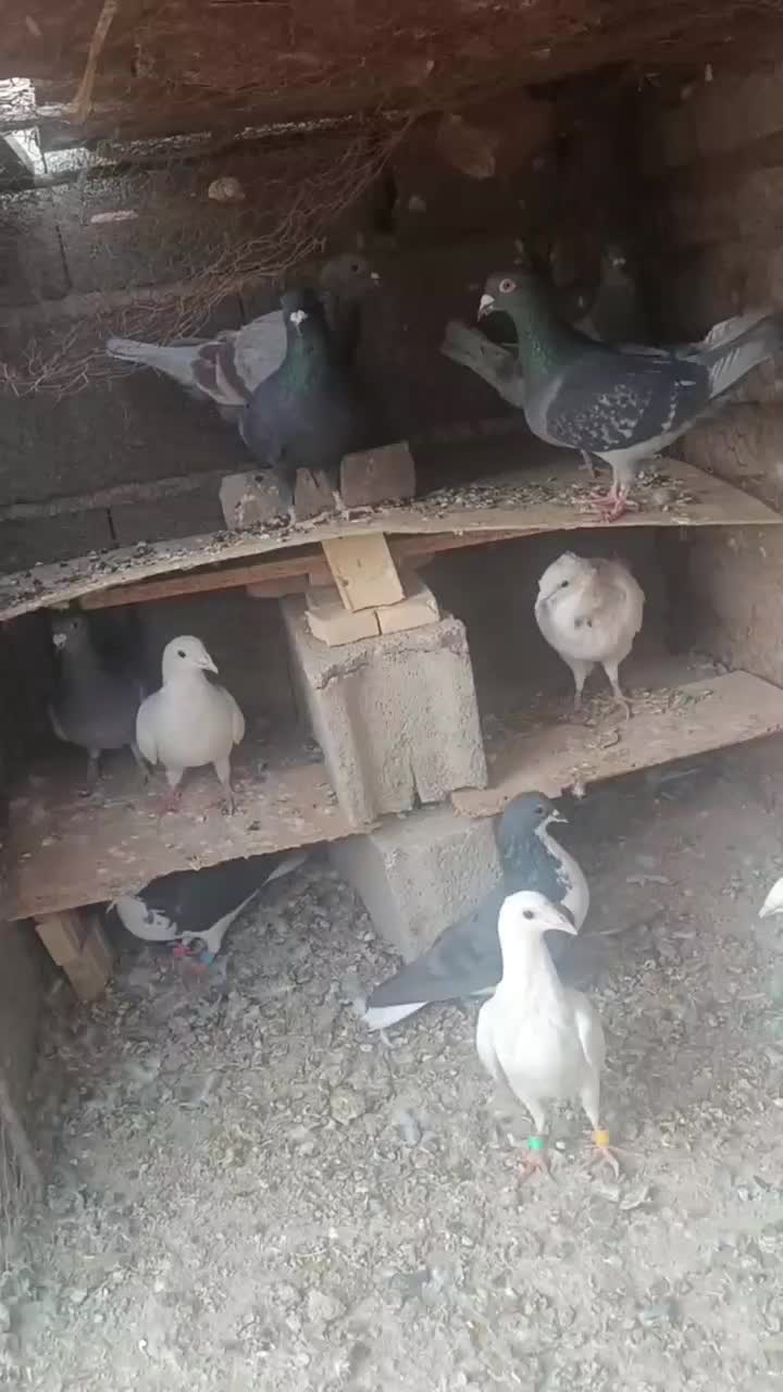 ۸عدد کبوتر فروشی|پرنده|طبس, |دیوار