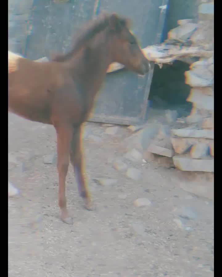 اسب|اسب و تجهیزات اسب‌سواری|صائین قلعه, |دیوار