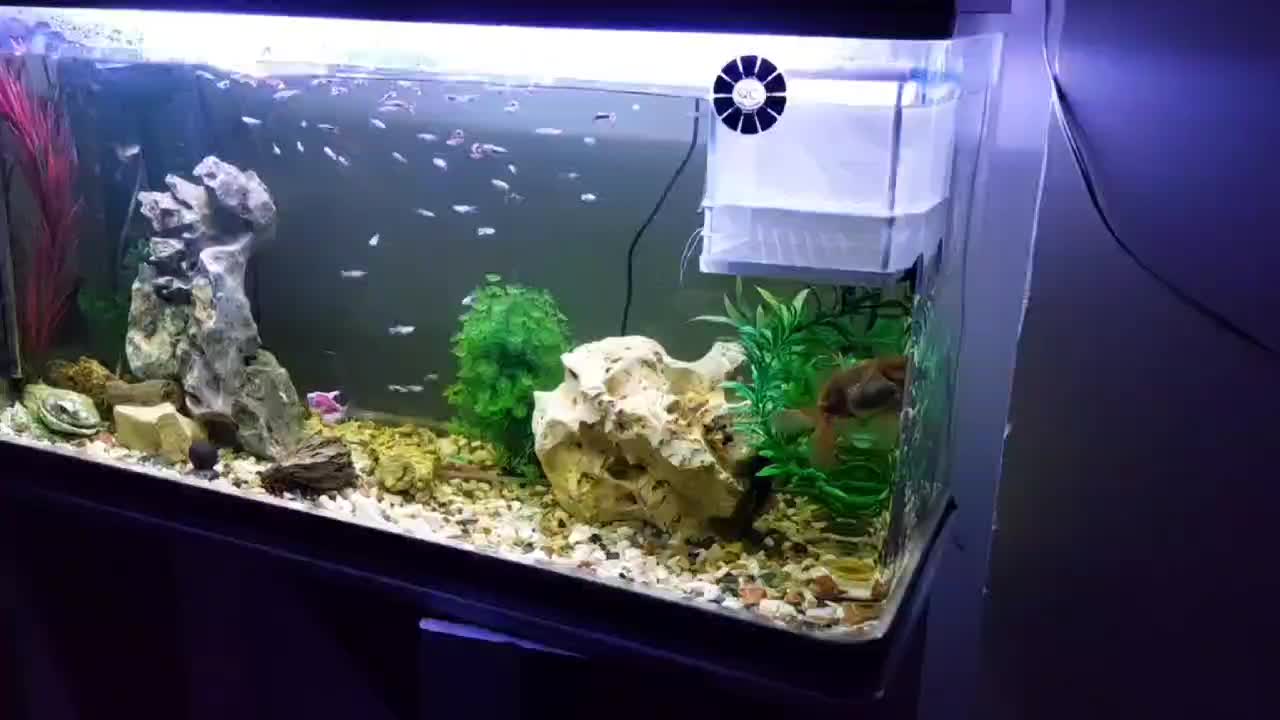 آکواریوم شرکتی ماهیران با تمامی وسایل|ماهی|کرمانشاه, |دیوار