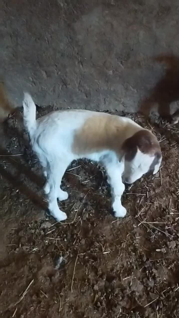 بزغاله ماده  تازه شد جنس عالی|حیوانات مزرعه|پیشخور, |دیوار