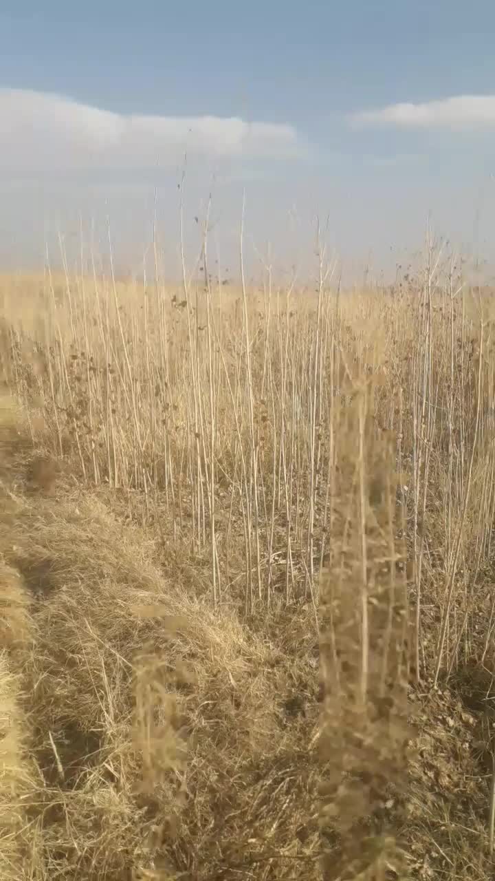 صنبر ترکیه|گل و گیاه طبیعی|تاکستان, |دیوار