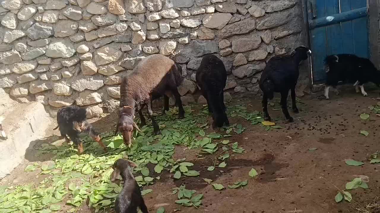 قوچ یک ساله همو|حیوانات مزرعه|ماهنشان, |دیوار