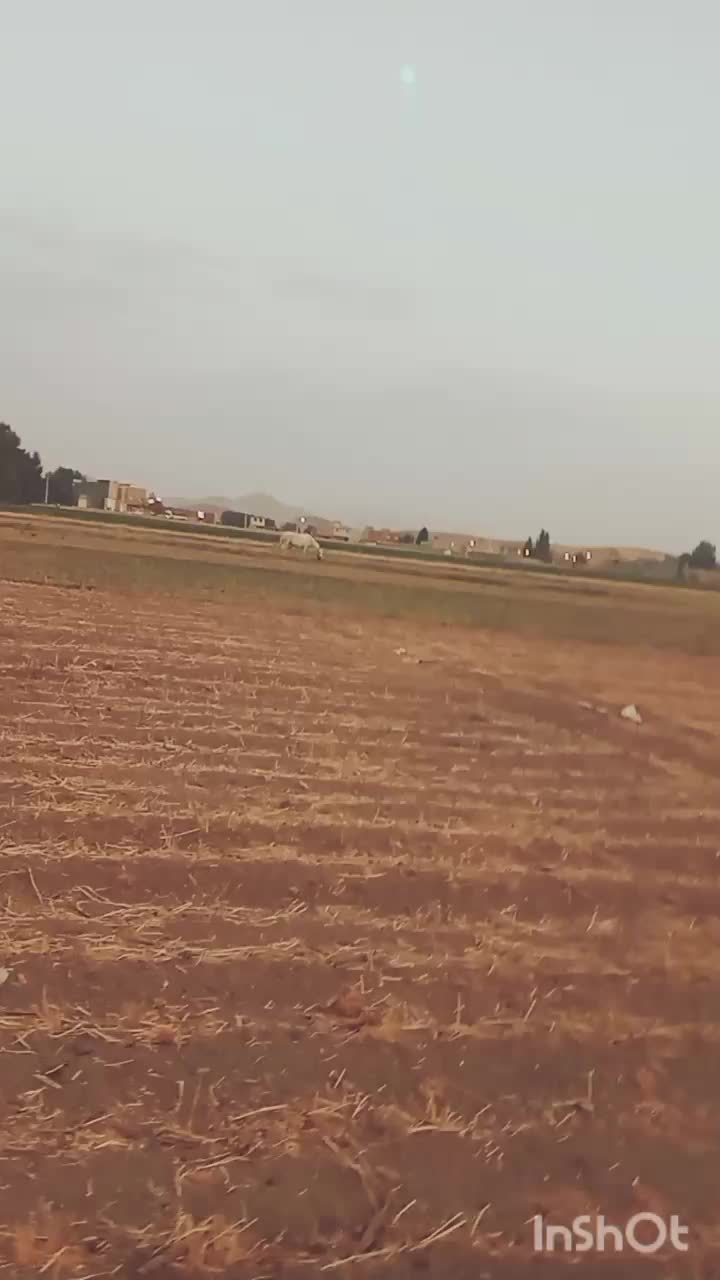 اسب|اسب و تجهیزات اسب‌سواری|داران, |دیوار