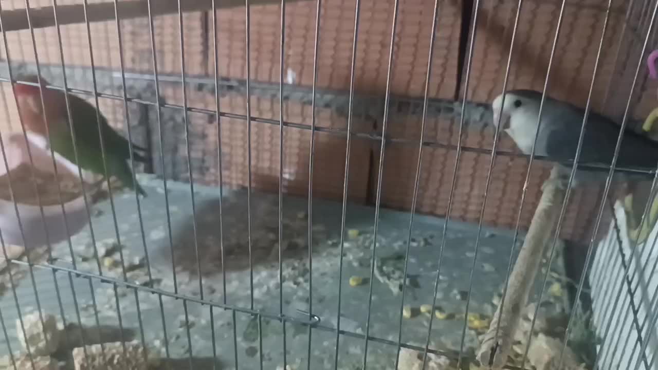 جوجه طوطی برزیلی سرلاکی|پرنده|نکا, |دیوار