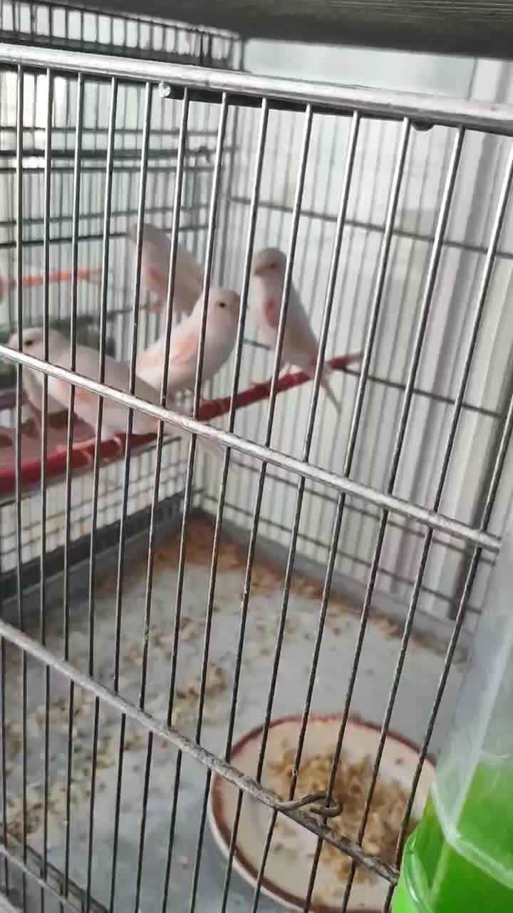 قناری ماده موزاییکی سرخ اورجینال|پرنده|کرمانشاه, |دیوار