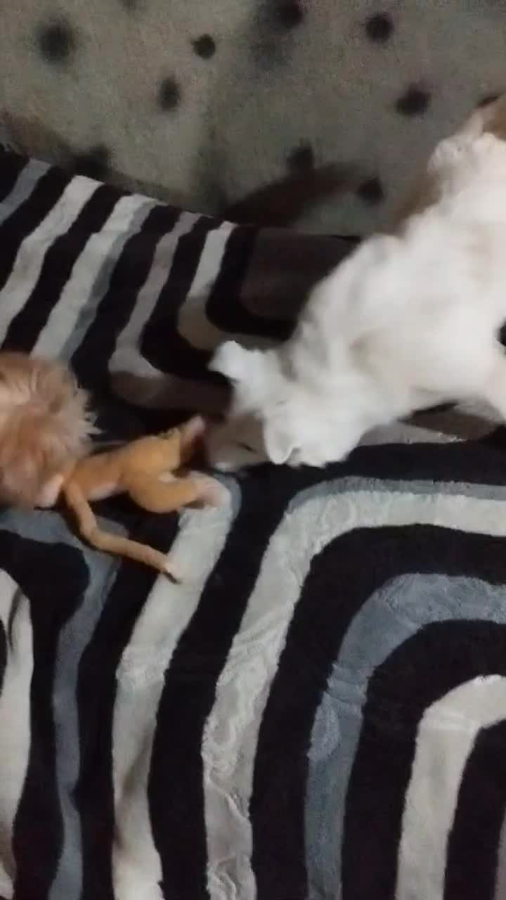 پامرینگ|سگ|بندرعباس, |دیوار